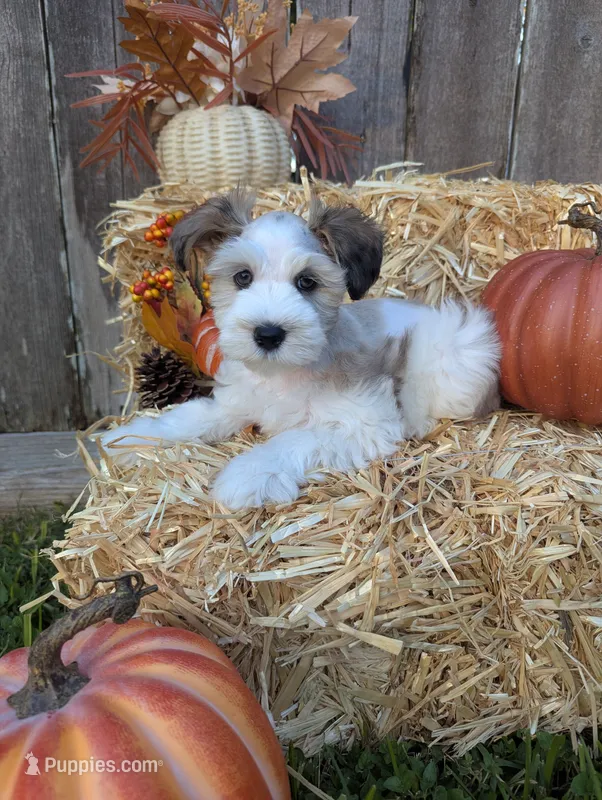 Ymir – Miniature Schnauzer puppy for sale in League City, TX