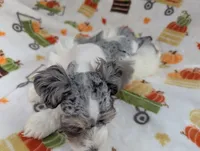 Mina, a female Miniature Schnauzer for sale in League City, TX – 5 of 7