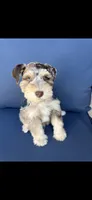 Zeke, a male Miniature Schnauzer for sale in League City, TX – 3 of 8