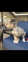 Zeke, a male Miniature Schnauzer for sale in League City, TX – 2 of 8