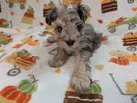 Levi, a male Miniature Schnauzer for sale in League City, TX – 6 of 8