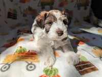 Erwin, a male Miniature Schnauzer for sale in League City, TX – 3 of 6