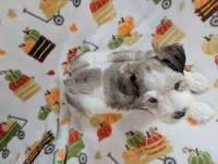 Ymir, a female Miniature Schnauzer for sale in League City, TX – 2 of 5