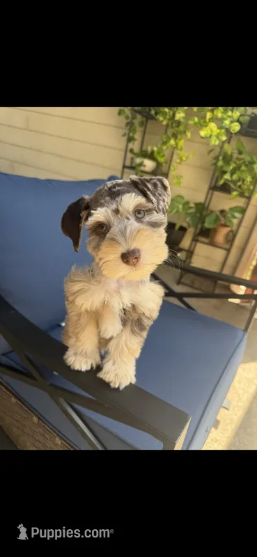 Zeke – Miniature Schnauzer puppy for sale in League City, TX