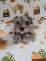 Annie, a female Miniature Schnauzer for sale in League City, TX – 4 of 6