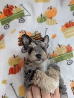 Eren, a male Miniature Schnauzer for sale in League City, TX – 6 of 7