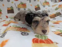 Zeke, a male Miniature Schnauzer for sale in League City, TX – 3 of 6