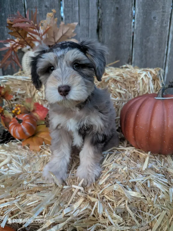 Zeke – Miniature Schnauzer puppy for sale in League City, TX