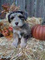 Zeke, a male Miniature Schnauzer for sale in League City, TX – 6 of 8