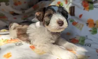 Erwin, a male Miniature Schnauzer for sale in League City, TX – 5 of 6