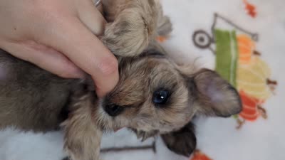 Levi, a male Miniature Schnauzer for sale in League City, TX – 8 of 8