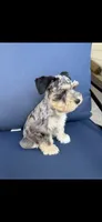 Eren, a male Miniature Schnauzer for sale in League City, TX – 2 of 10