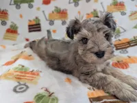 Levi, a male Miniature Schnauzer for sale in League City, TX – 1 of 8