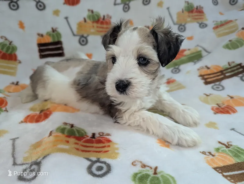 Ymir – Miniature Schnauzer puppy for sale in League City, TX