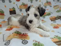 Ymir, a female Miniature Schnauzer for sale in League City, TX – 1 of 5