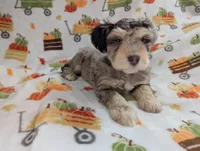 Zeke, a male Miniature Schnauzer for sale in League City, TX – 5 of 6