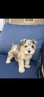 Levi, a male Miniature Schnauzer for sale in League City, TX – 2 of 10