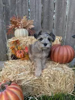 Levi, a male Miniature Schnauzer for sale in League City, TX – 6 of 10