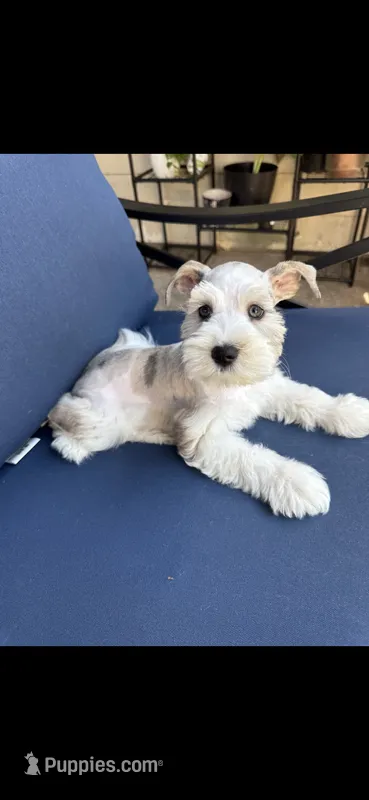 Ymir – Miniature Schnauzer puppy for sale in League City, TX