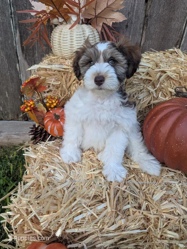 Erwin – Miniature Schnauzer puppy for sale in League City, TX
