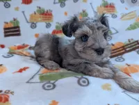 Levi, a male Miniature Schnauzer for sale in League City, TX – 3 of 8