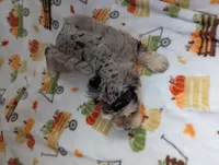 Zeke, a male Miniature Schnauzer for sale in League City, TX – 2 of 6