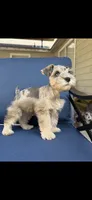 Levi, a male Miniature Schnauzer for sale in League City, TX – 4 of 10