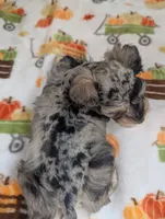 Armin, a male Miniature Schnauzer for sale in League City, TX – 5 of 7