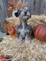 Eren, a male Miniature Schnauzer for sale in League City, TX – 5 of 10