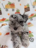 Annie, a female Miniature Schnauzer for sale in League City, TX – 5 of 6