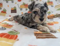 Armin, a male Miniature Schnauzer for sale in League City, TX – 4 of 7