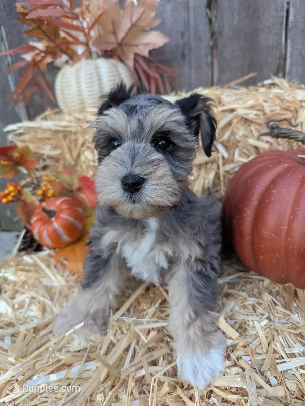 Eren – Miniature Schnauzer puppy for sale in League City, TX