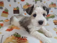 Ymir, a female Miniature Schnauzer for sale in League City, TX – 3 of 5