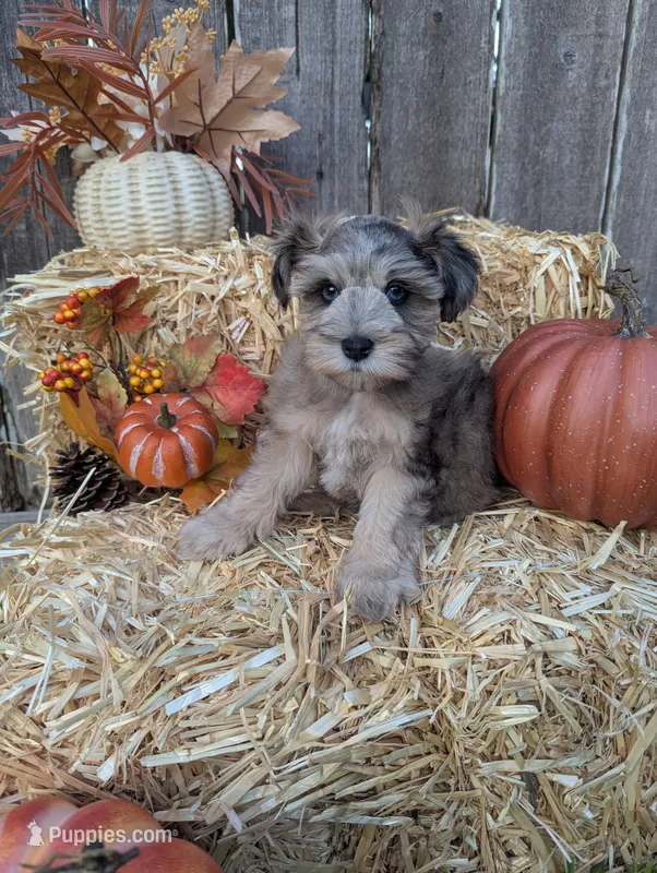 Levi – Miniature Schnauzer puppy for sale in League City, TX