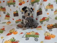 Eren, a male Miniature Schnauzer for sale in League City, TX – 2 of 7