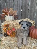 Levi, a male Miniature Schnauzer for sale in League City, TX – 7 of 10