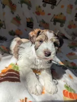 Erwin, a male Miniature Schnauzer for sale in League City, TX – 2 of 6
