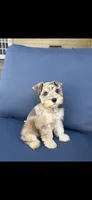Levi, a male Miniature Schnauzer for sale in League City, TX – 3 of 10
