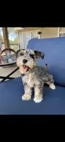 Eren, a male Miniature Schnauzer for sale in League City, TX – 3 of 10
