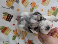Mina, a female Miniature Schnauzer for sale in League City, TX – 4 of 7