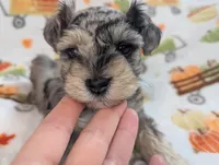 Armin, a male Miniature Schnauzer for sale in League City, TX – 2 of 7
