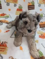 Levi, a male Miniature Schnauzer for sale in League City, TX – 2 of 8