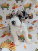 Mina, a female Miniature Schnauzer for sale in League City, TX – 6 of 7