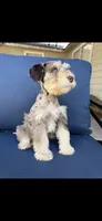 Zeke, a male Miniature Schnauzer for sale in League City, TX – 4 of 8