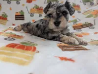 Armin, a male Miniature Schnauzer for sale in League City, TX – 6 of 7