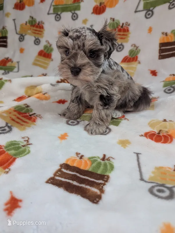 Annie – Miniature Schnauzer puppy for sale in League City, TX