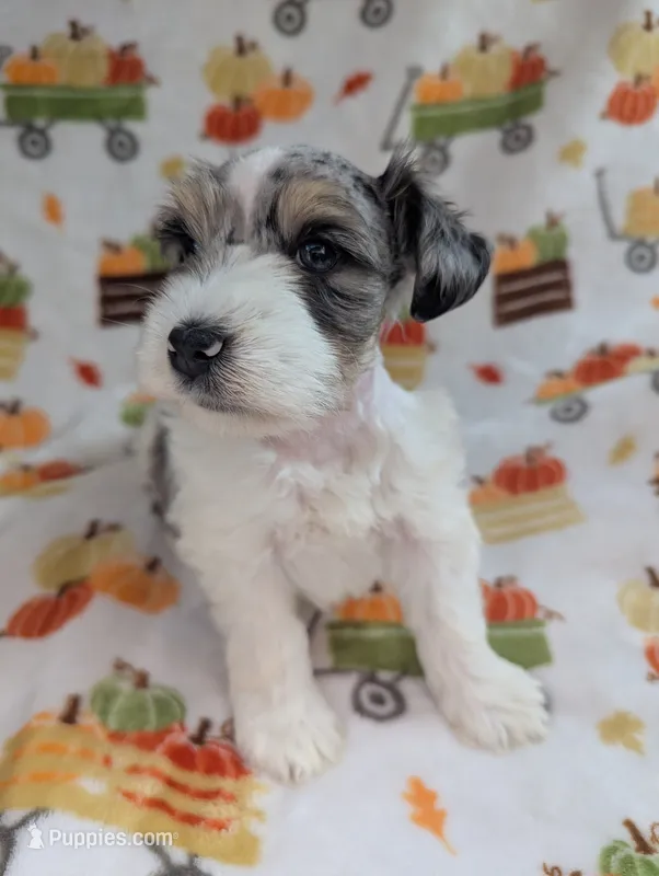 Mina – Miniature Schnauzer puppy for sale in League City, TX