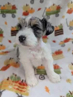 Mina, a female Miniature Schnauzer for sale in League City, TX – 1 of 7