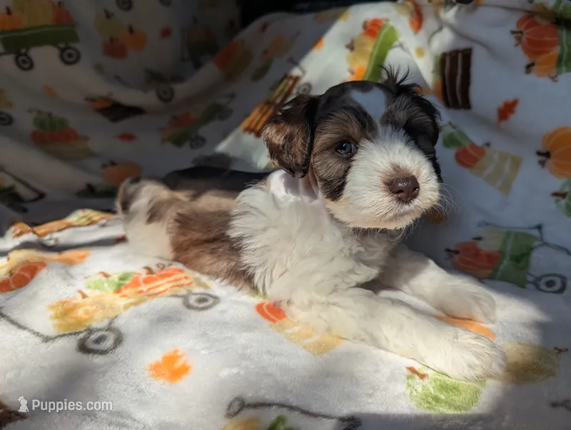 Erwin – Miniature Schnauzer puppy for sale in League City, TX