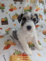 Mina, a female Miniature Schnauzer for sale in League City, TX – 3 of 7